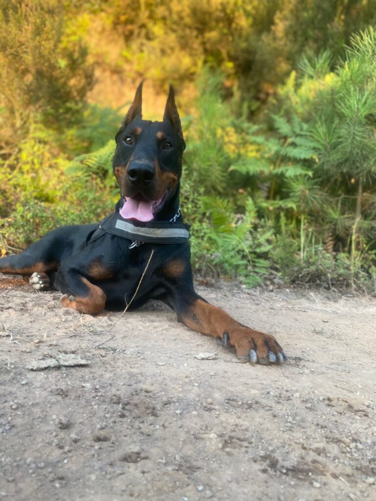 Doberman Kulak Aparatları – Dobermanlar.net'ten Alınır